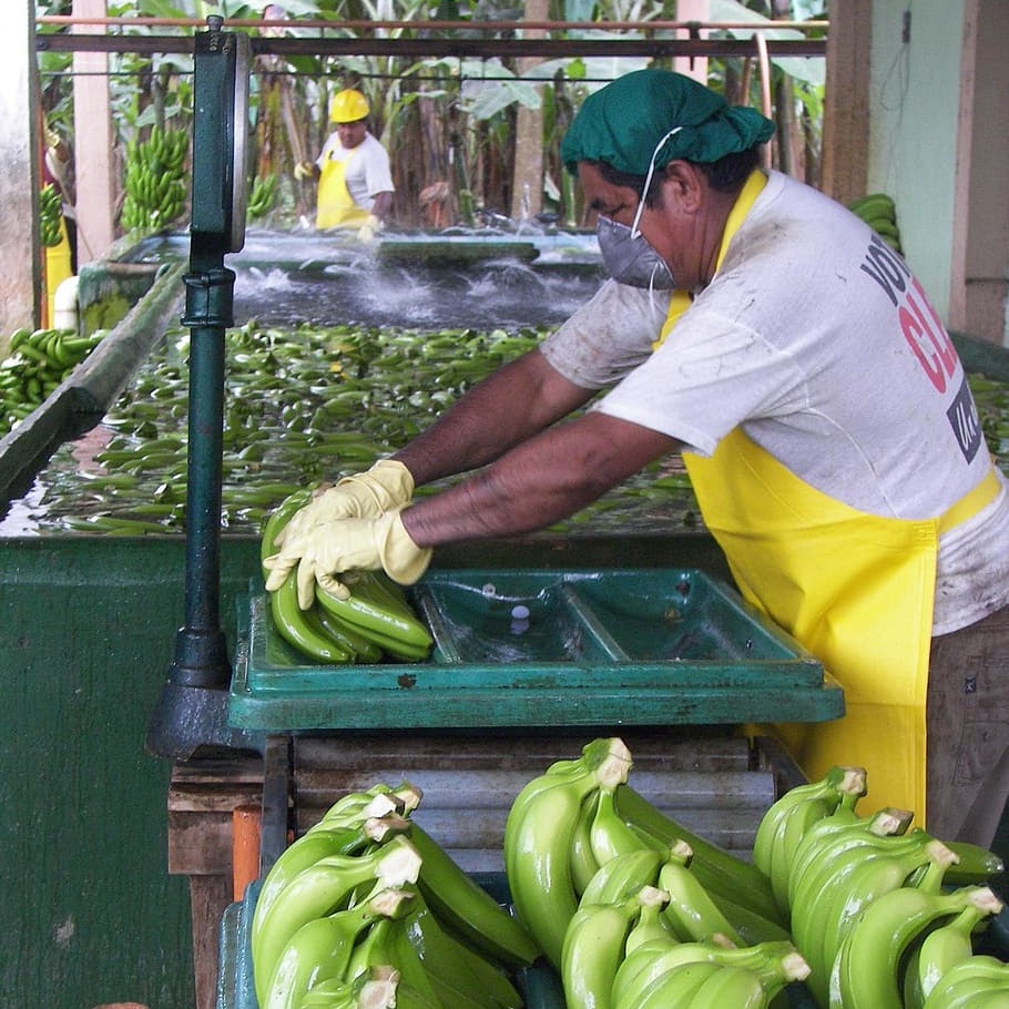 Sector Bananero y Platanero